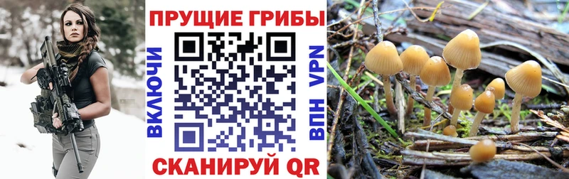 MEGA ссылка  Котлас  Галлюциногенные грибы Psilocybe 